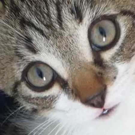 chat gagny